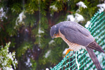 Обложка альбома Кормушка