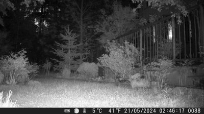 Ёж воришка.AVI