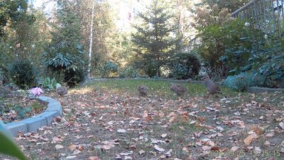 Куропатки 01.MP4