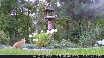 Персик в стойке4.mp4