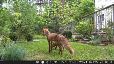 Обложка альбома Кормушка Видео