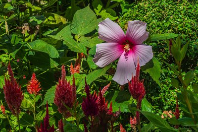 Обложка альбома Цветы